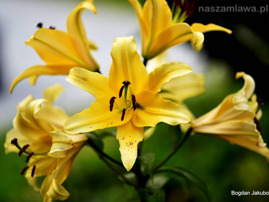 Niezwykłe krajobrazy Bogdana Jakubowskiego z Mławy