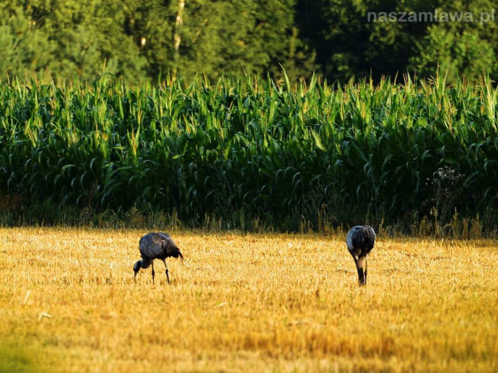 Niezwykłe krajobrazy Bogdana Jakubowskiego z Mławy