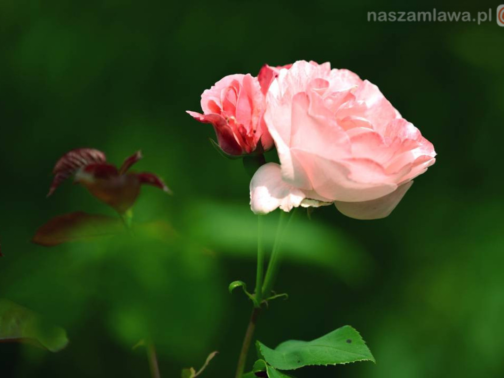 Niezwykłe krajobrazy Bogdana Jakubowskiego z Mławy