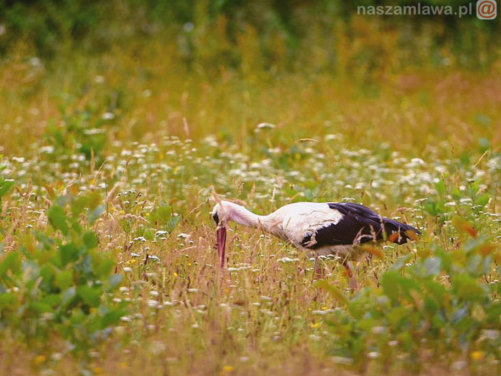 Niezwykłe krajobrazy Bogdana Jakubowskiego z Mławy