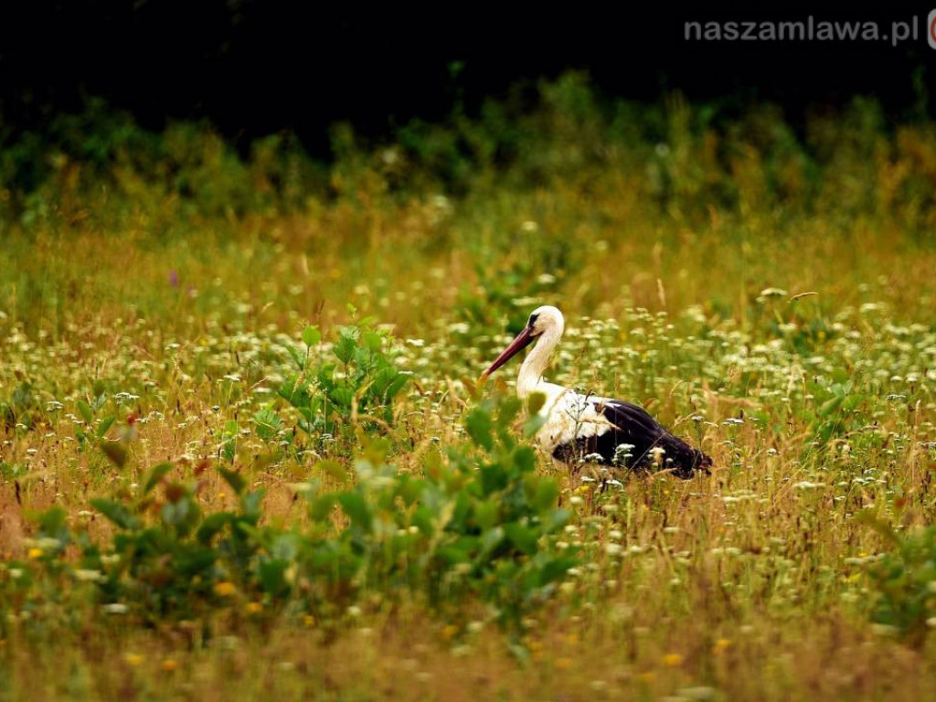 Niezwykłe krajobrazy Bogdana Jakubowskiego z Mławy