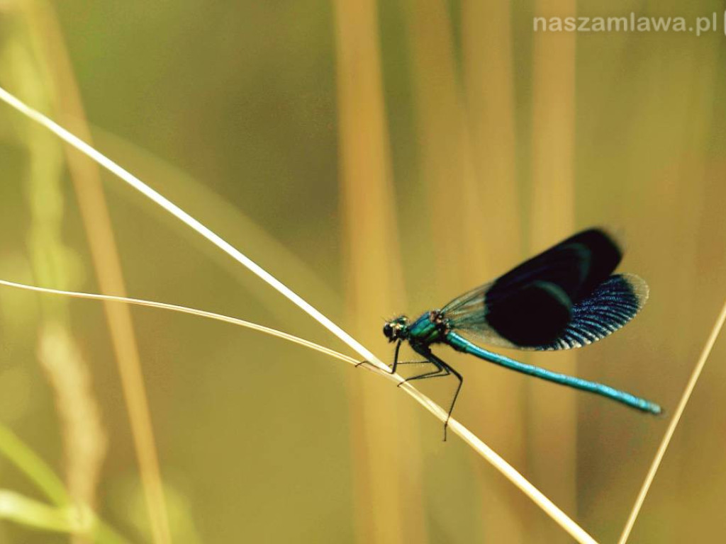 Niezwykłe krajobrazy Bogdana Jakubowskiego z Mławy
