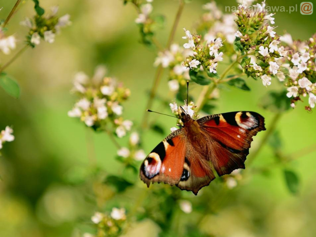Niezwykłe krajobrazy Bogdana Jakubowskiego z Mławy