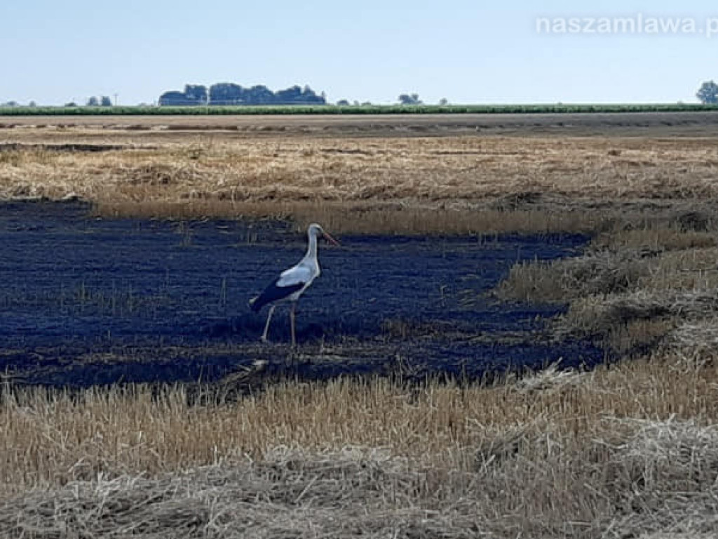 Uprawy  i samochód w ogniu (ZDJĘCIA)