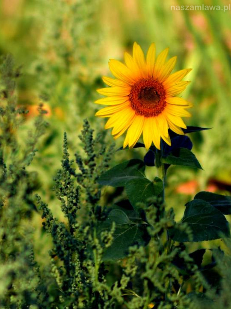Takie klimaty w Mławie i okolicach [ZDJĘCIA]