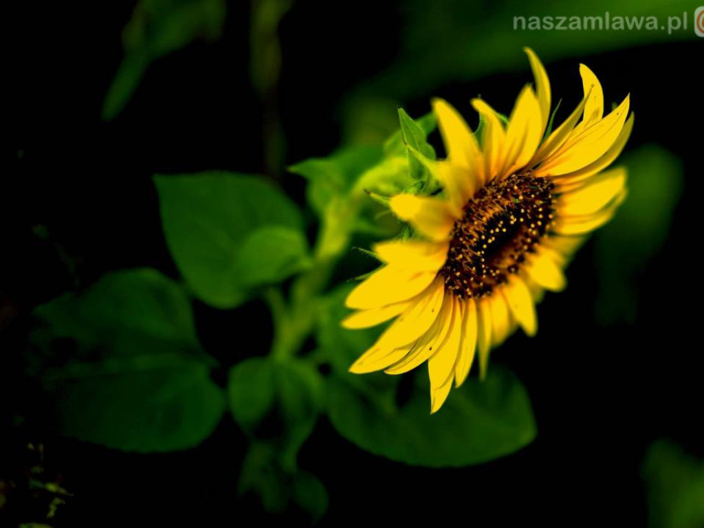 Takie klimaty w Mławie i okolicach [ZDJĘCIA]