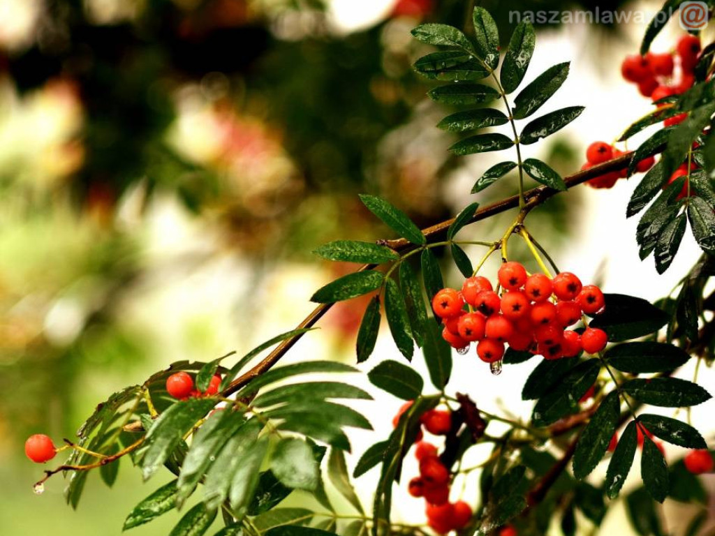 Takie klimaty w Mławie i okolicach [ZDJĘCIA]