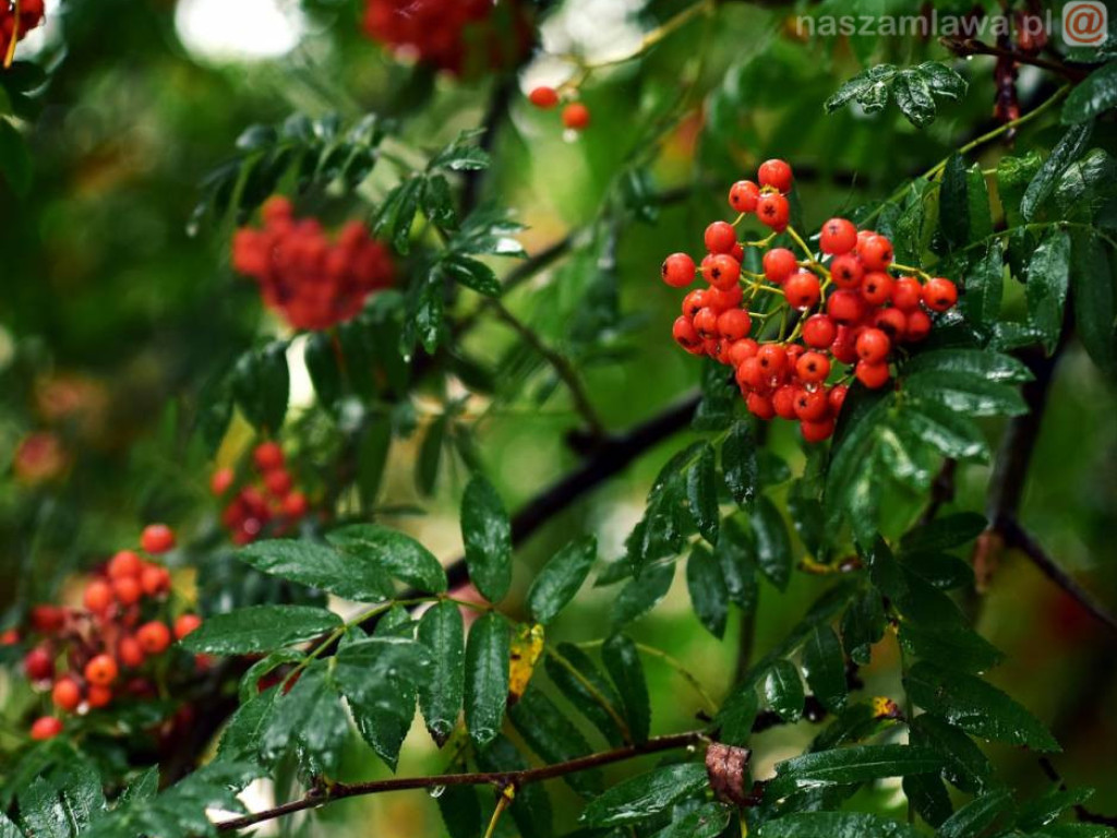 Takie klimaty w Mławie i okolicach [ZDJĘCIA]