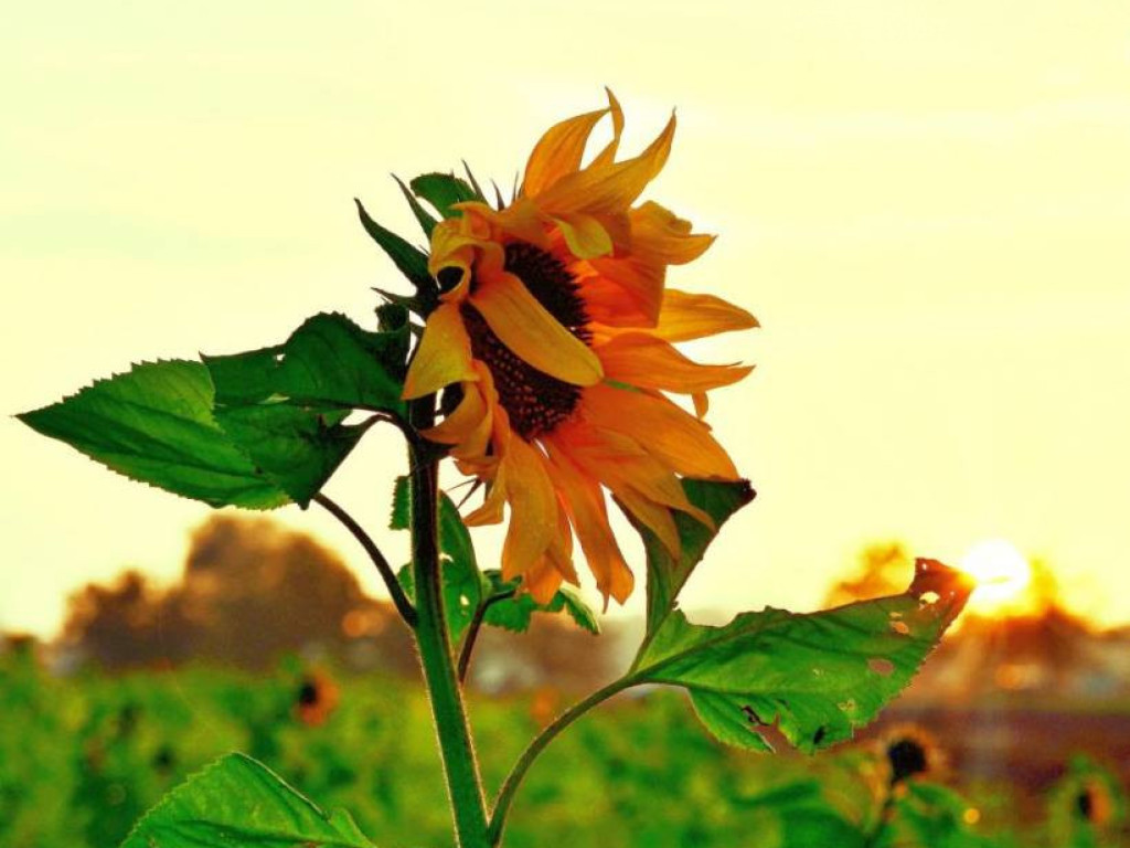 Taka jest Mława [ZDJĘCIA]