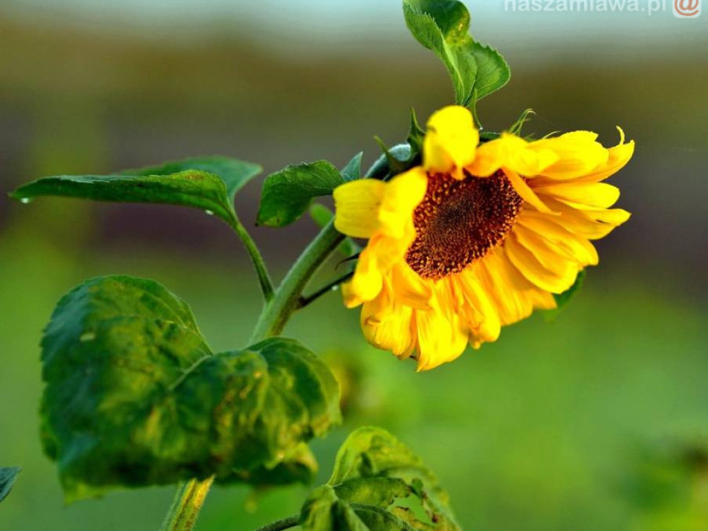 Taka jest Mława [ZDJĘCIA]