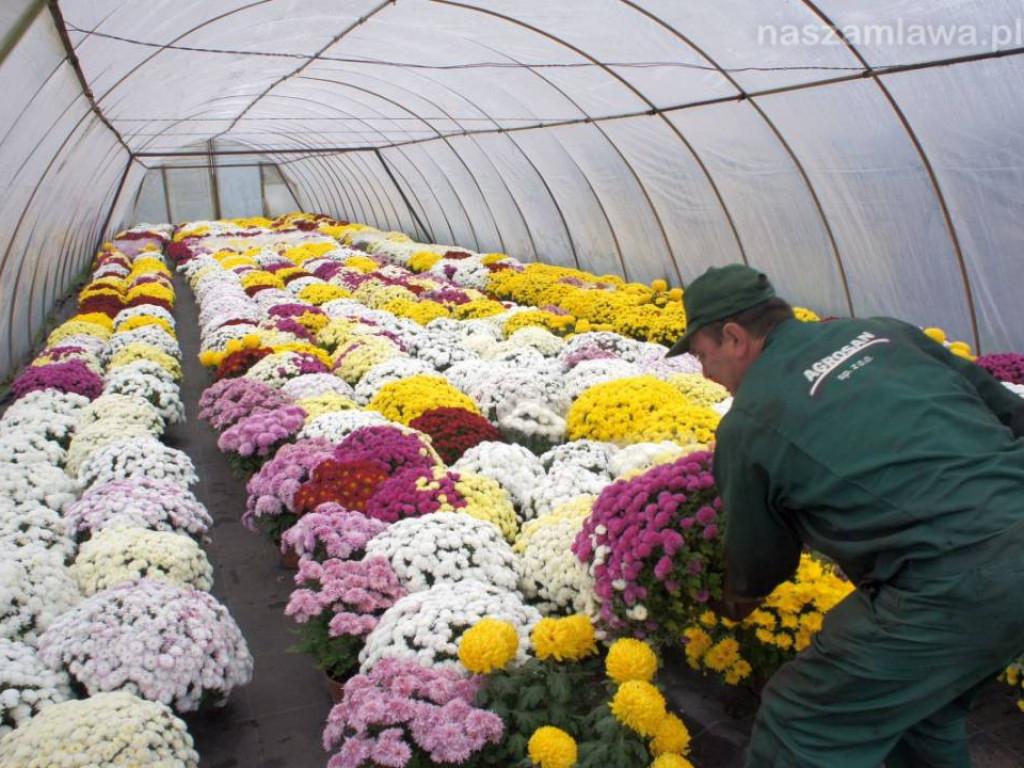Zobacz, gdzie trafiły chryzantemy [ZDJĘCIA]