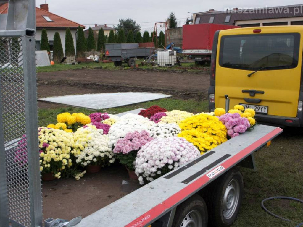 Zobacz, gdzie trafiły chryzantemy [ZDJĘCIA]