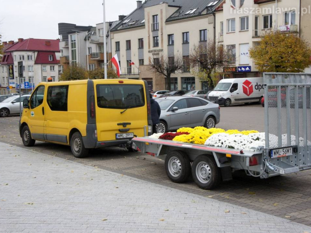Zobacz, gdzie trafiły chryzantemy [ZDJĘCIA]