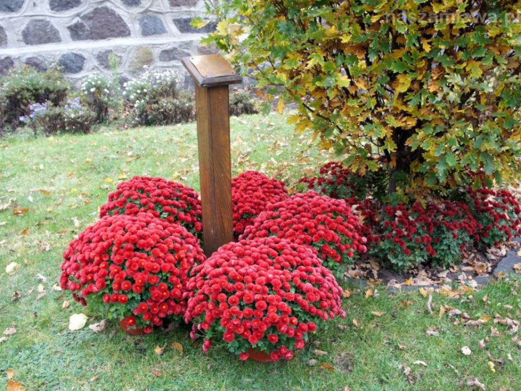 Zobacz, gdzie trafiły chryzantemy [ZDJĘCIA]