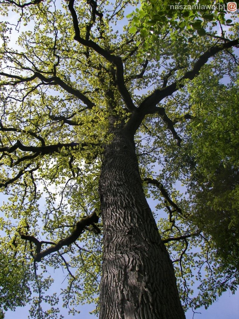 Spłonął ponad 600-letni Dąb (ZDJĘCIA)