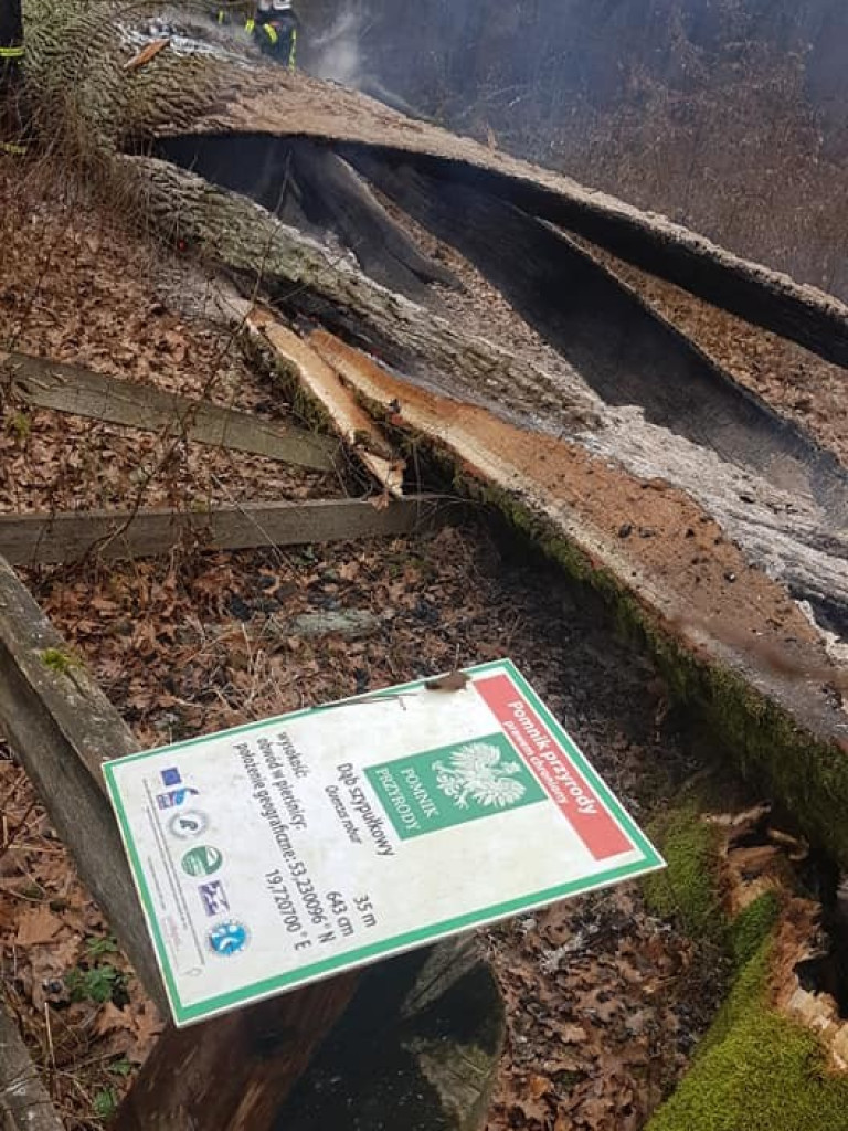 Spłonął ponad 600-letni Dąb (ZDJĘCIA)