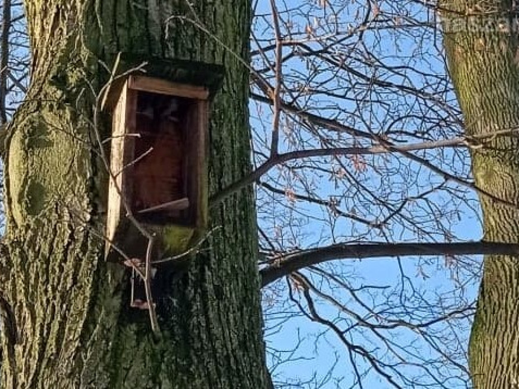 Parkowe budki dla ptaków w stanie rozpadu
