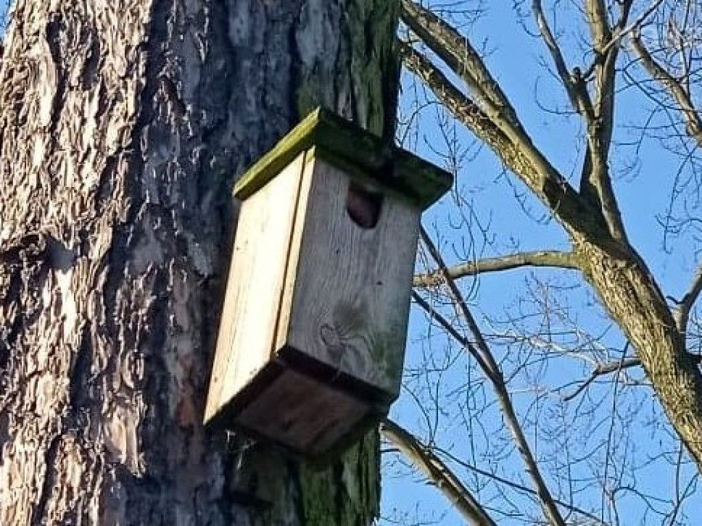 Parkowe budki dla ptaków w stanie rozpadu