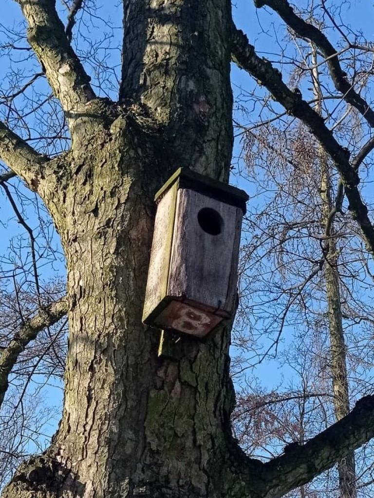Parkowe budki dla ptaków w stanie rozpadu