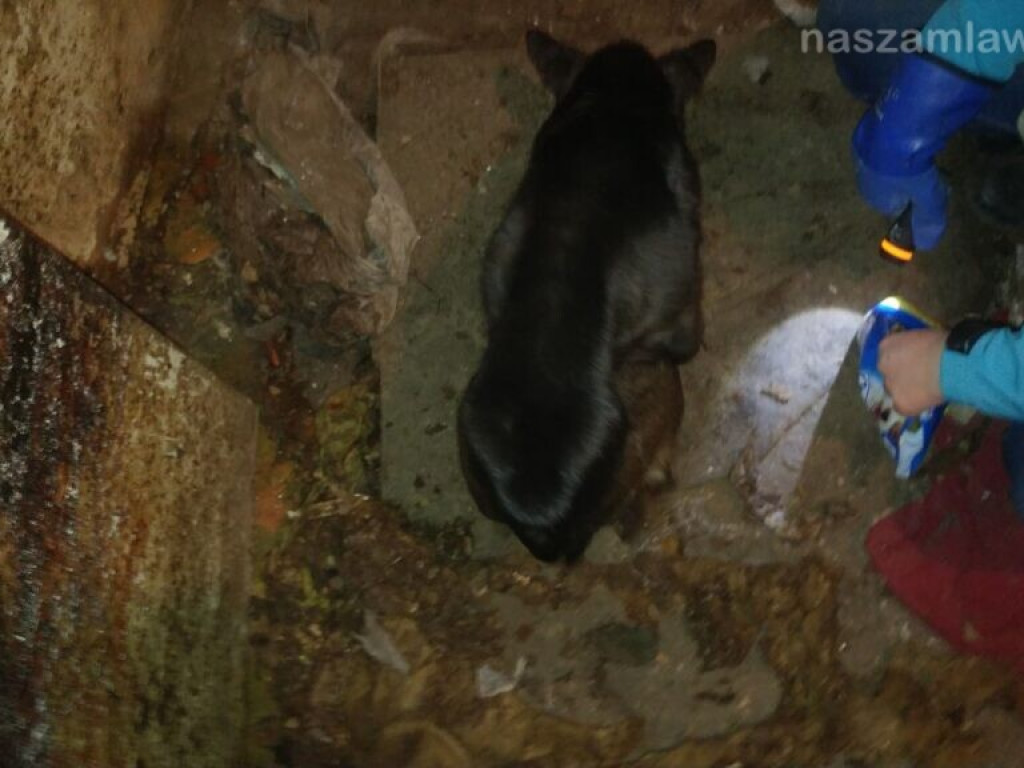 Makabryczny widok pod Warszawą. DRASTYCZNE ZDJĘCIA!