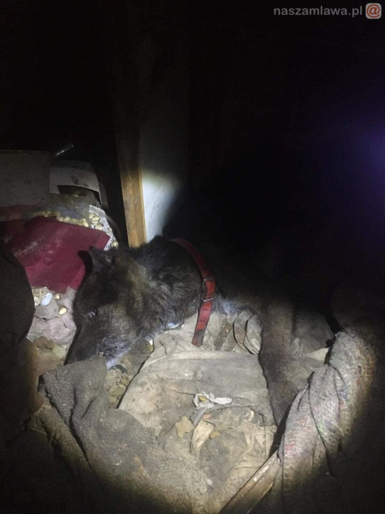 Makabryczny widok pod Warszawą. DRASTYCZNE ZDJĘCIA!