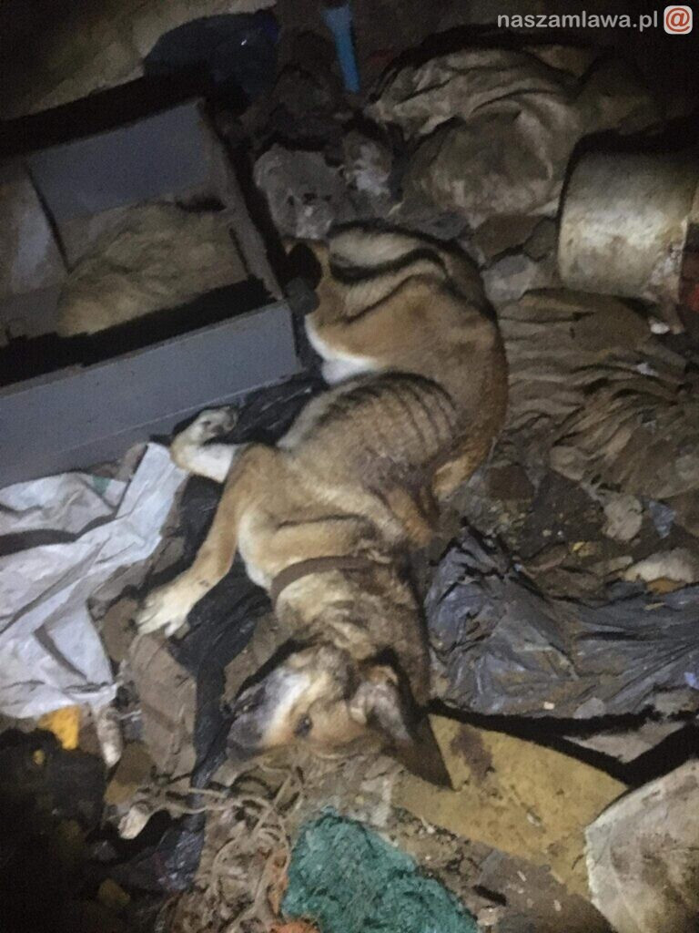 Makabryczny widok pod Warszawą. DRASTYCZNE ZDJĘCIA!