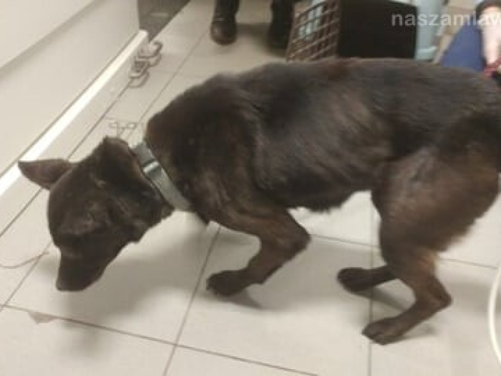 Makabryczny widok pod Warszawą. DRASTYCZNE ZDJĘCIA!