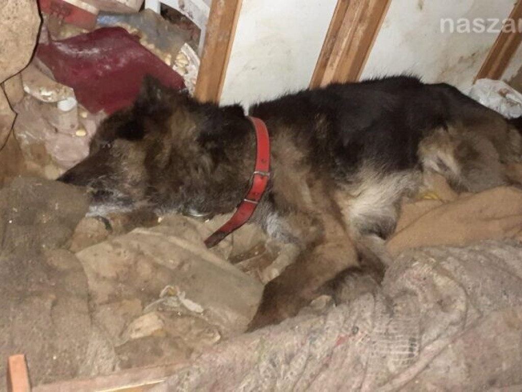 Makabryczny widok pod Warszawą. DRASTYCZNE ZDJĘCIA!