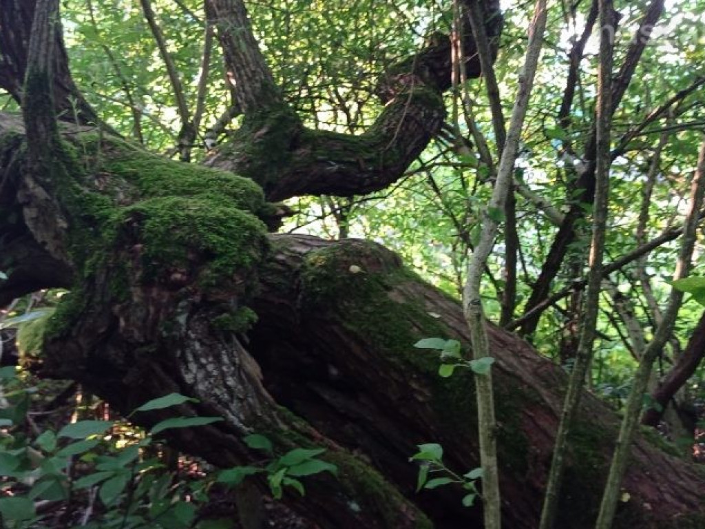 Takie klimaty nad zalewem Ruda [ZDJĘCIA]