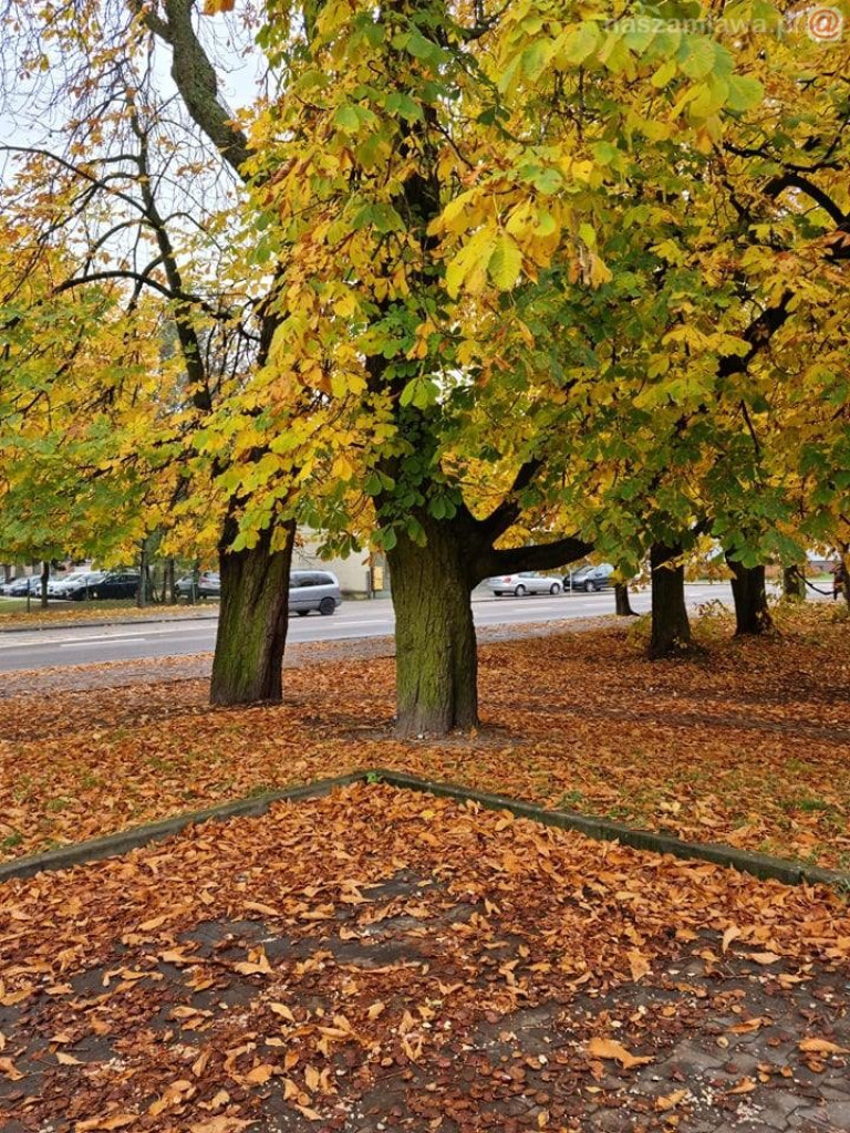 Takie klimaty w Mławie (ZDJĘCIA)