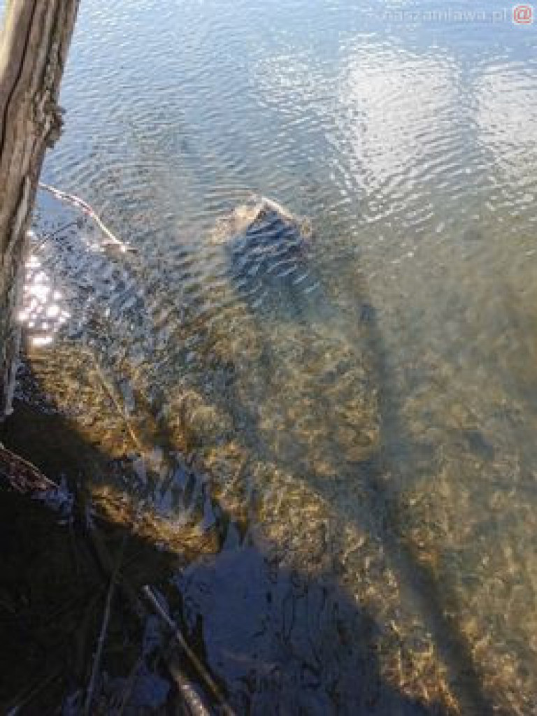 Niech ktoś się za to weźmie, bo wstyd!