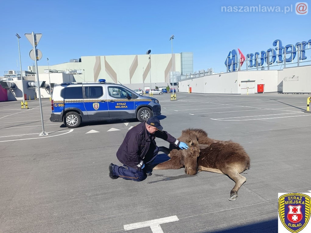Łoś biegał po dachu galerii w Elblągu