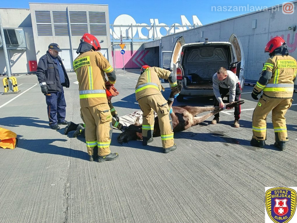 Łoś biegał po dachu galerii w Elblągu
