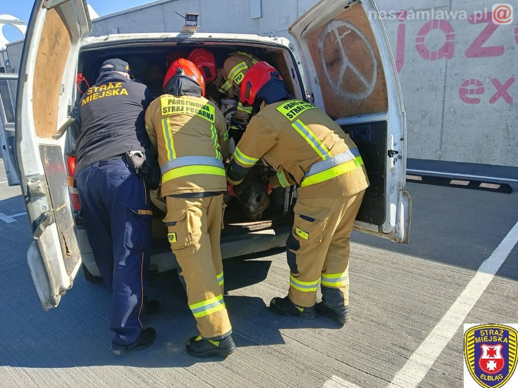 Łoś biegał po dachu galerii w Elblągu