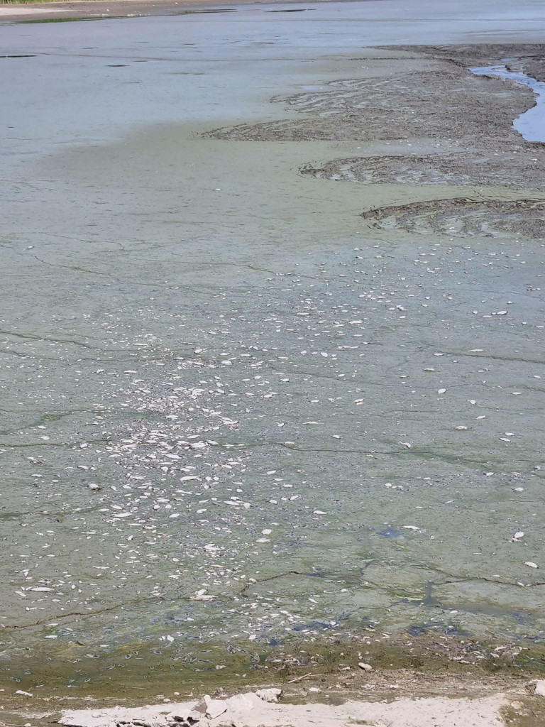 Smród, martwe ryby. Tam kąpią się dzieci