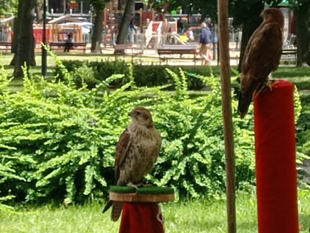 Dni Mławy: Pogoda nie dopisała