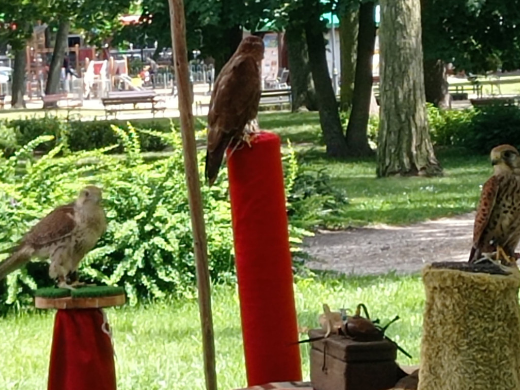 Dni Mławy: Pogoda nie dopisała