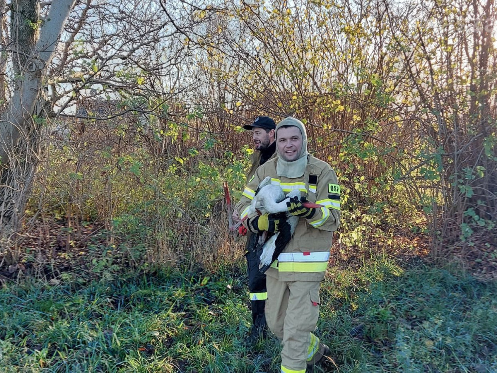 Akcja ratownicza ze szczęśliwym finałem [ZDJĘCIA]