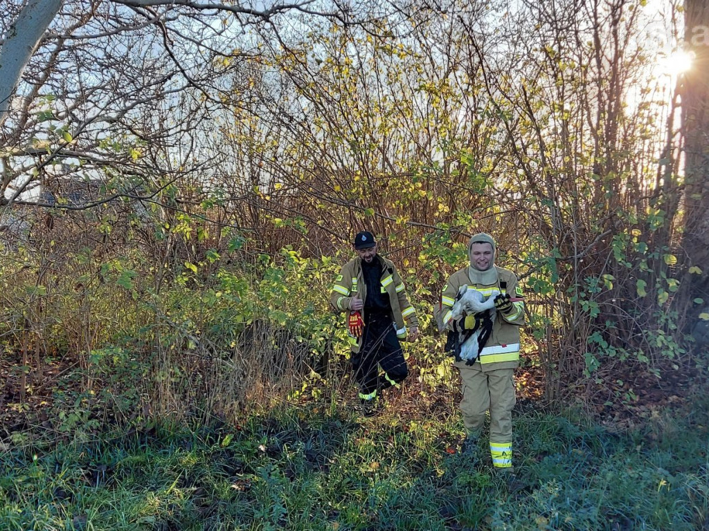 Akcja ratownicza ze szczęśliwym finałem [ZDJĘCIA]