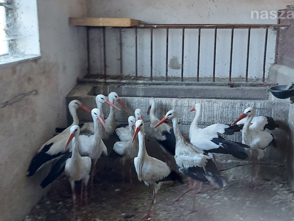 Akcja ratownicza ze szczęśliwym finałem [ZDJĘCIA]