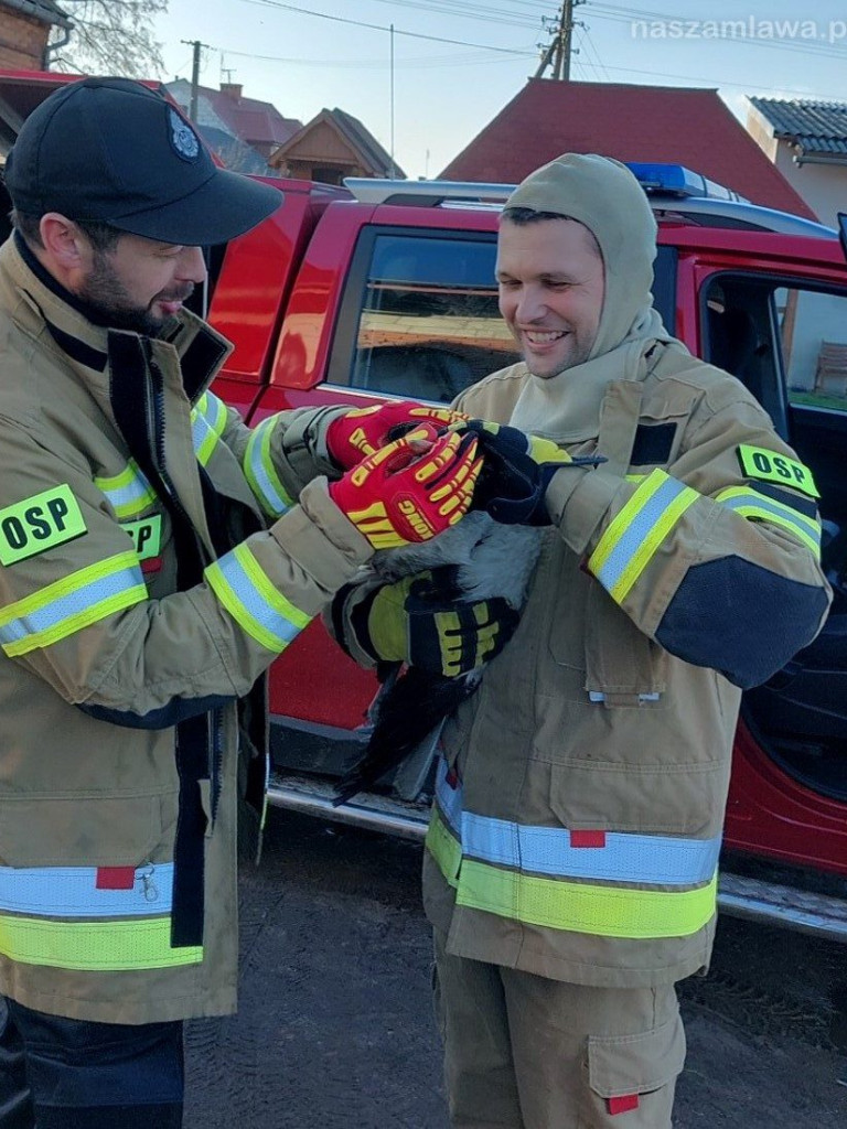 Akcja ratownicza ze szczęśliwym finałem [ZDJĘCIA]