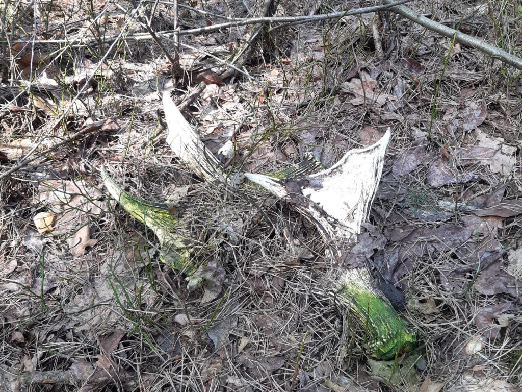 Zdumiewające okazy. Ruszajmy do lasu [ZDJĘCIA]