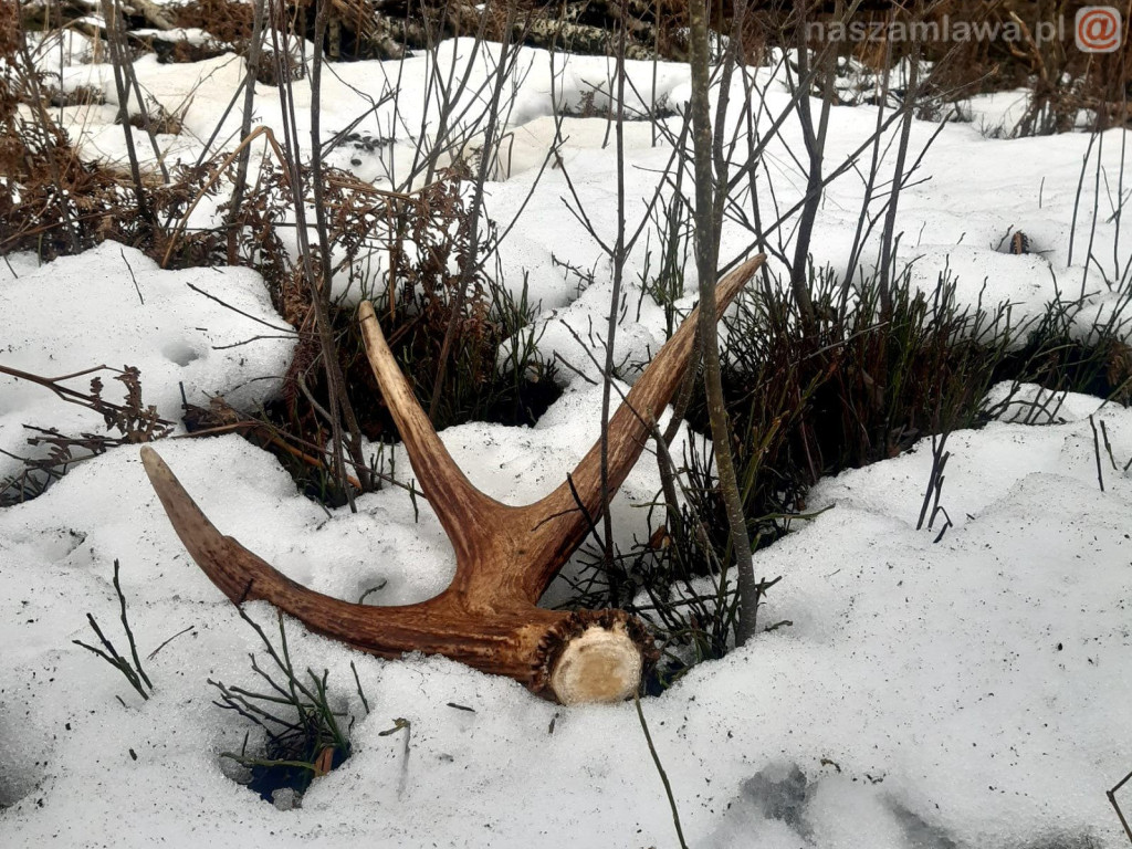 Zdumiewające okazy. Ruszajmy do lasu [ZDJĘCIA]