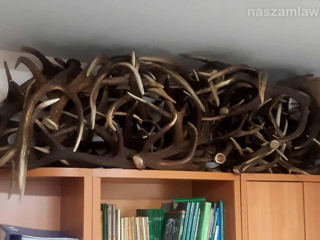 Zdumiewające okazy. Ruszajmy do lasu [ZDJĘCIA]