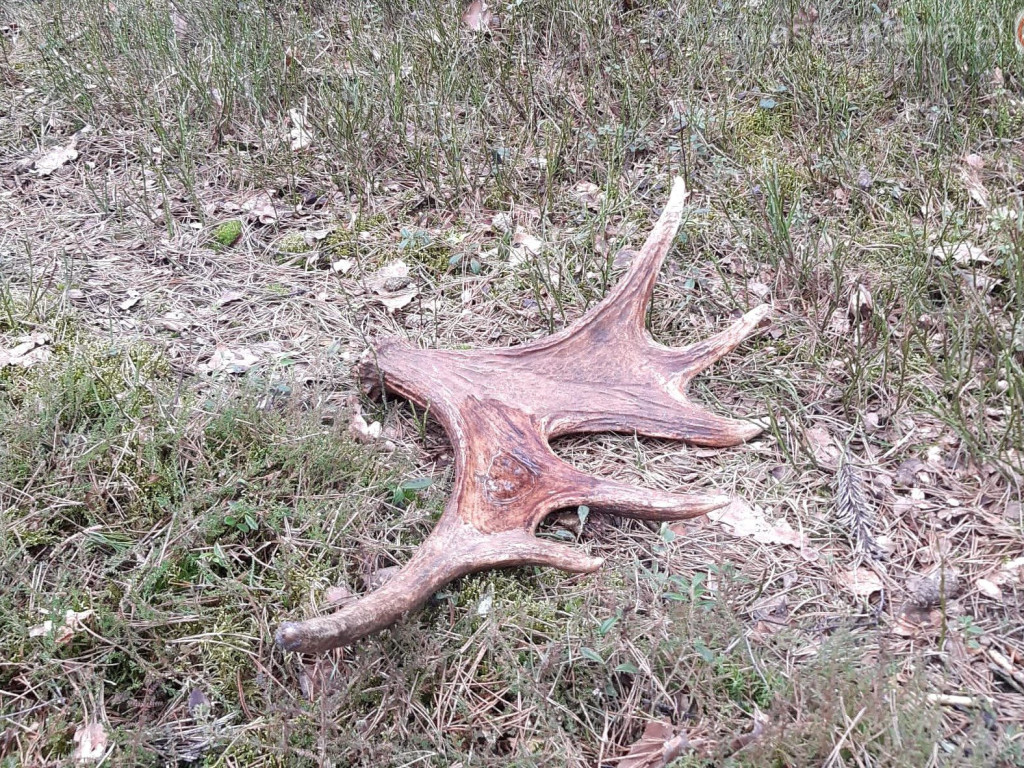 Zdumiewające okazy. Ruszajmy do lasu [ZDJĘCIA]