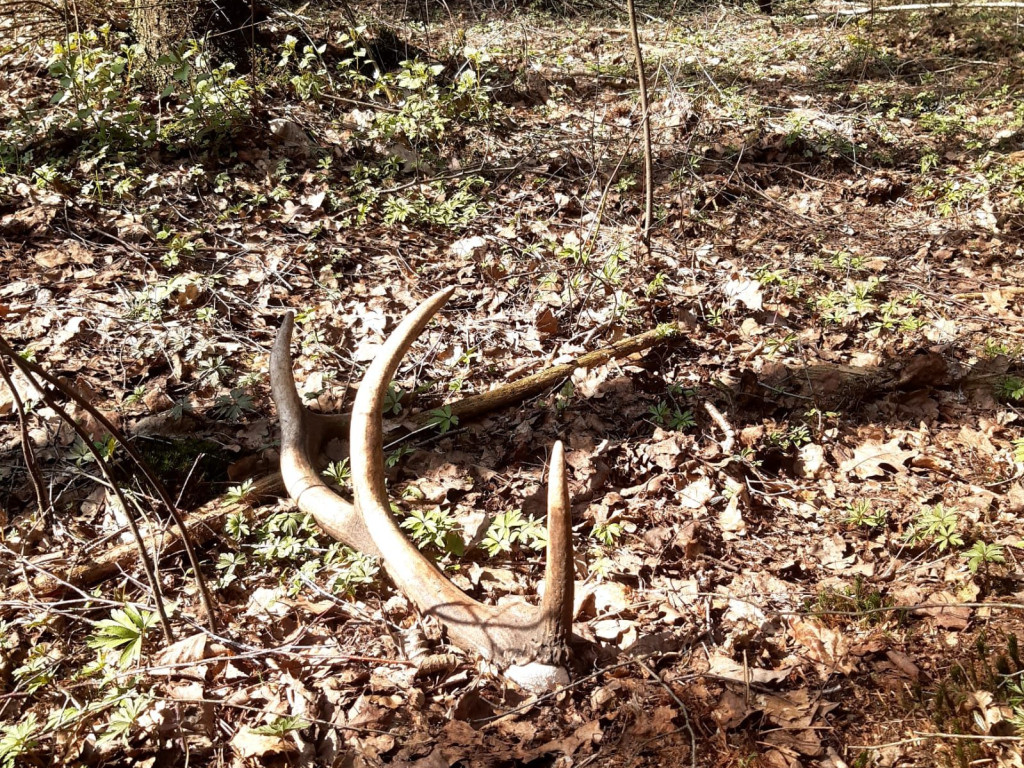 Zdumiewające okazy. Ruszajmy do lasu [ZDJĘCIA]