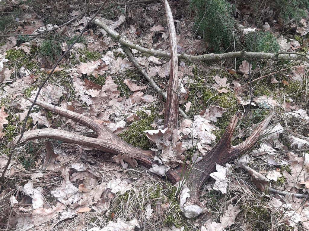 Zdumiewające okazy. Ruszajmy do lasu [ZDJĘCIA]