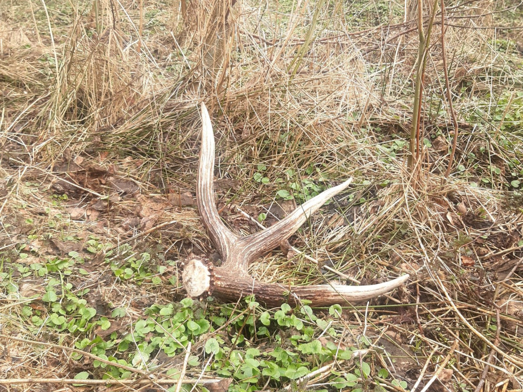 Zdumiewające okazy. Ruszajmy do lasu [ZDJĘCIA]