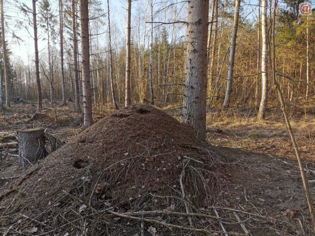 Zwiastun nadchodzącej wiosny [ZDJĘCIA]