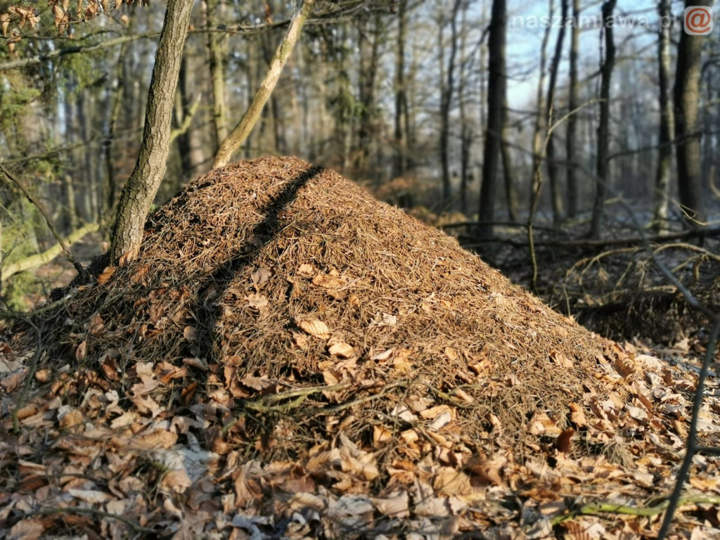 Zwiastun nadchodzącej wiosny [ZDJĘCIA]